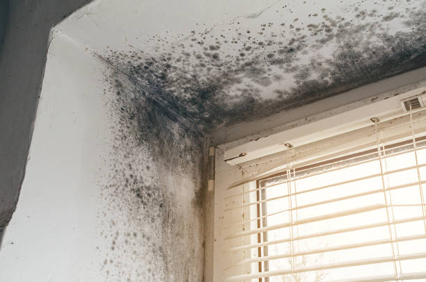 Affordable Mold Cleanup solutions in Watchung, NJ