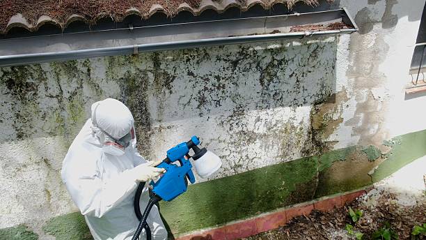 Trusted Crawl Space Mold Removal service in Watchung, NJ - Cheap Mold Removal